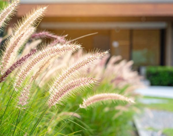Trawy ozdobne w nowoczesnym ogrodzie