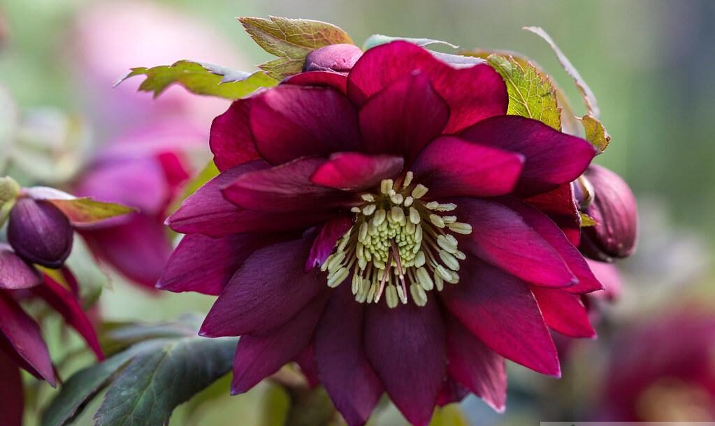 Ciemiernik Double Ellen Red (Helleborus orientalis)