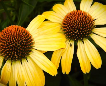 1200px-starr-140624-0778-echinacea_purpurea-yellow_form_flower-kula_ace_nursery-maui_24875779189.jpg