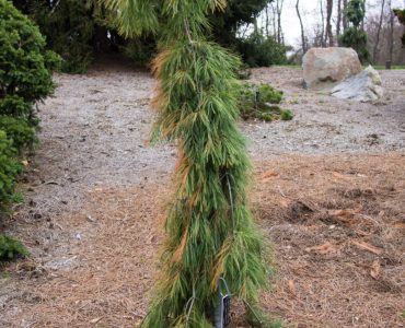 Pinus strobus 'Angel Falls' 2015