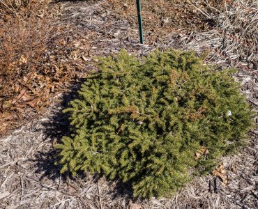 Picea abies 'Nidiformis', 2015,