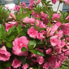 2015-05-17_14_30_15_rosebud_azalea_blossoms_on_terrace_boulevard_in_ewing_new_jersey.jpg