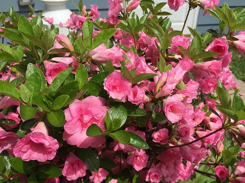Azalia japońska  BABUSCHKA "Hachbabu"(Rhododendron)