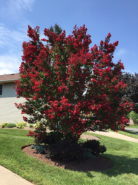 Lagerstroemia "Red Imperator"(Lagerstroemia indica) - obrazek 2