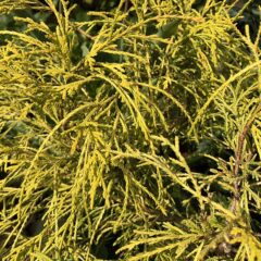 2019-04-30_16_25_42_new_spring_needles_on_a_sungold_threadleaf_falsecyrpress_along_tranquility_court_in_the_franklin_farm_section_of_oak_hill_fairfax_county_virginia.jpg