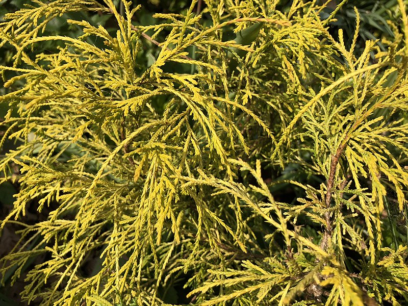 Cyprysik groszkowy "Sungold"(Chamaecyparis pisifera)