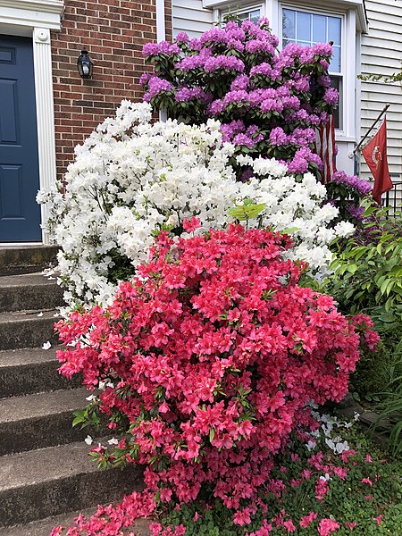 Azalia japońska "Maruschka"(Rhododendron) - obrazek 5