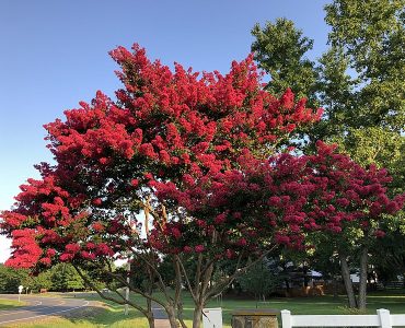 2019-07-25_07_19_45_crape_myrtle_blooming_along_tranquility_lane_in_the_franklin_farm_section_of_oak_hill_fairfax_county_virginia.jpg