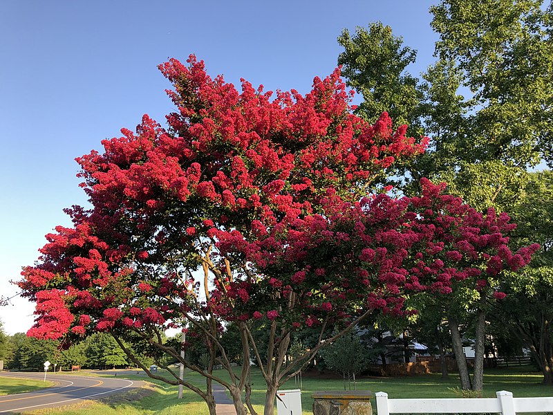 Lagerstroemia "Red Imperator"(Lagerstroemia indica)