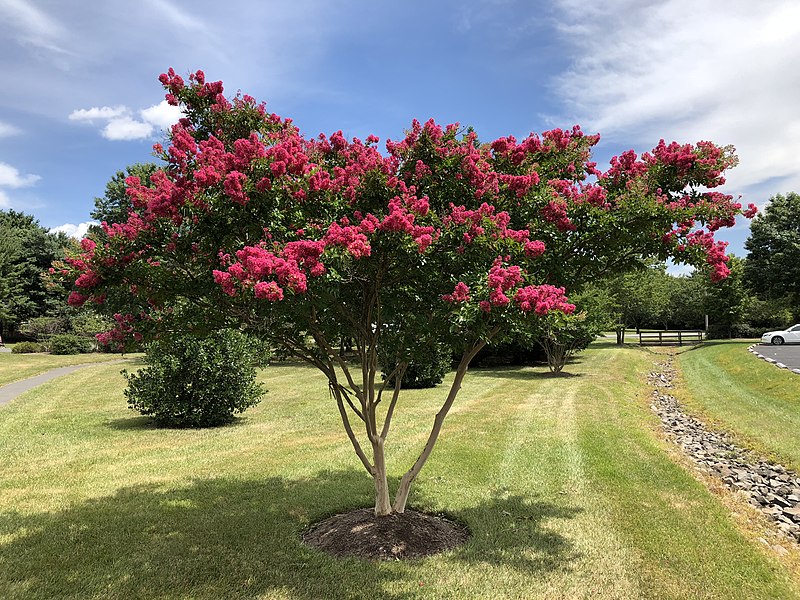 Lagerstroemia "Red Imperator"(Lagerstroemia indica) - obrazek 3