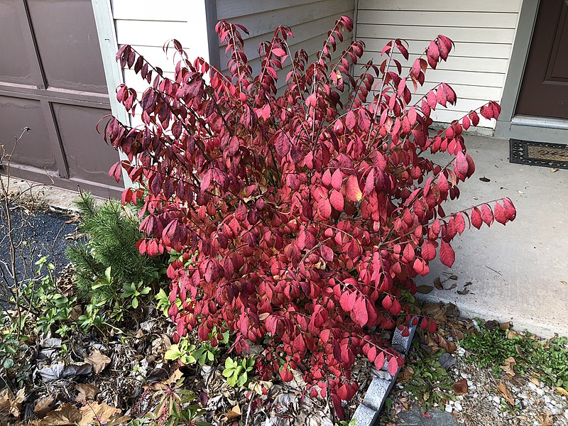 Trzmielina oskrzydlona"Compactus"(Euonymus Alatus) - obrazek 4