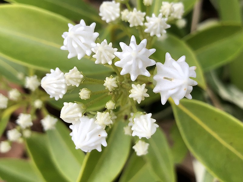 Kalmia szerokolistna"Radiata"(Kalmia latifolia) - obrazek 3