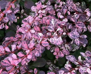 2020-07-06_19_13_46_barberry_with_mottled_pink_and_purple_leaves_along_ladybank_lane_in_the_chantilly_highlands_section_of_oak_hill_fairfax_county_virginia.jpg