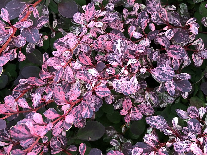 Berberys Thunberga"Harlequin"(Berberis thunbergii)