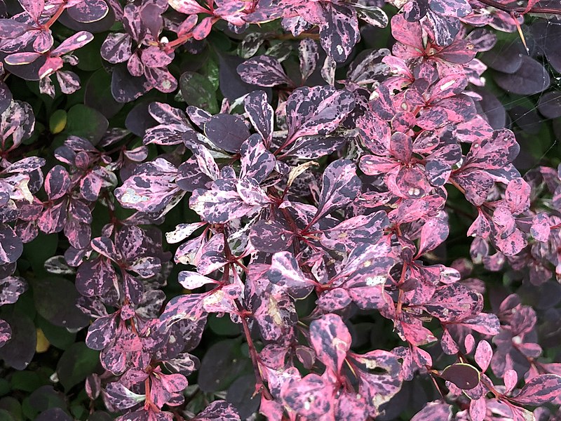 Berberys Thunberga"Harlequin"(Berberis thunbergii) - obrazek 2