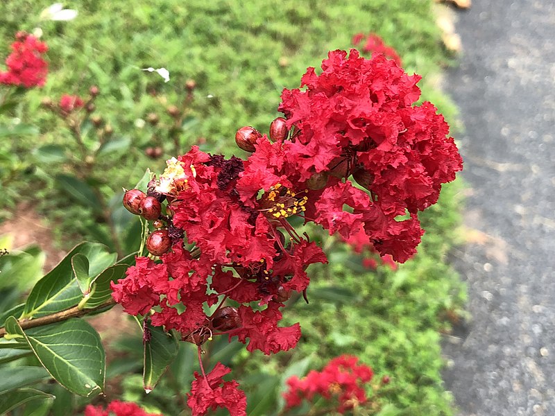 Lagerstroemia "Red Imperator"(Lagerstroemia indica) - obrazek 4