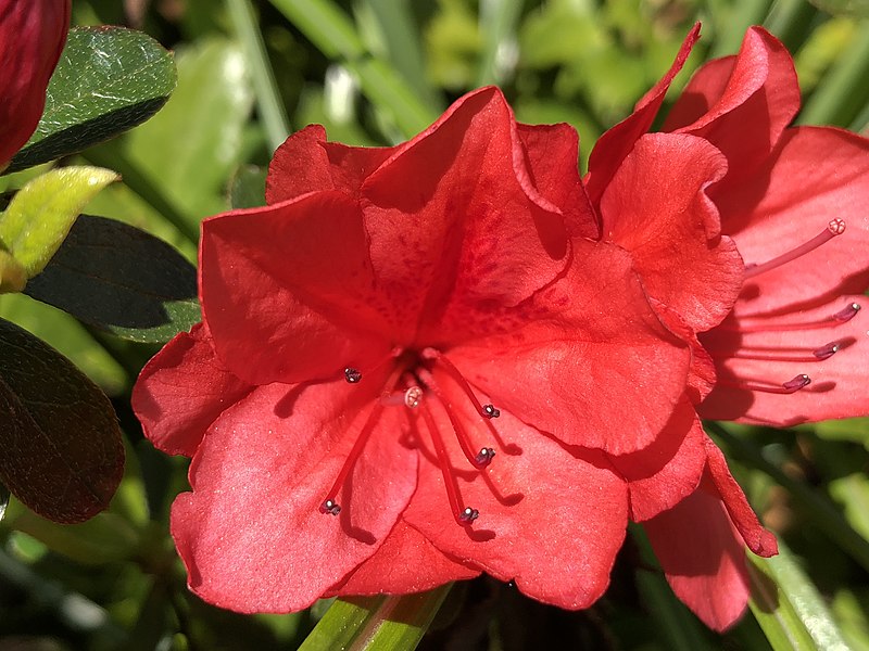 Azalia  wielkokwiatowa "Hybrid"(Rhododendron) - obrazek 6