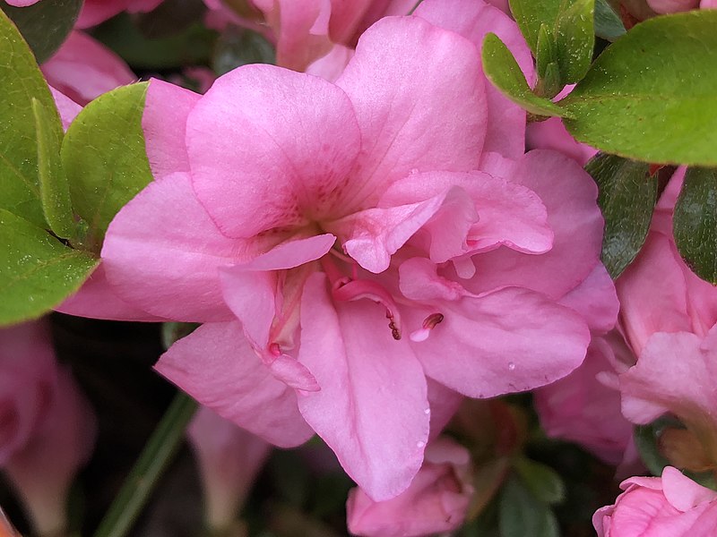 Azalia japońska  BABUSCHKA "Hachbabu"(Rhododendron) - obrazek 2