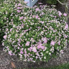 2021-06-04_09_37_43_poprocks_petite_spirea_blooming_along_old_dairy_road_in_the_franklin_farm_section_of_oak_hill_fairfax_county_virginia.jpg