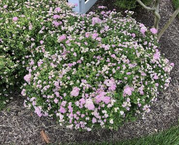 2021-06-04_09_37_43_poprocks_petite_spirea_blooming_along_old_dairy_road_in_the_franklin_farm_section_of_oak_hill_fairfax_county_virginia.jpg