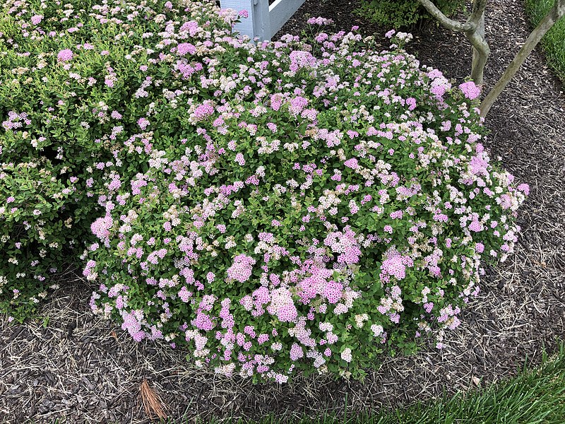 Tawuła japońska 'Little Princess'(Spiraea japonica)