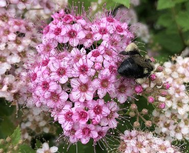 2021-06-04_09_37_53_poprocks_petite_spirea_blooming_along_old_dairy_road_in_the_franklin_farm_section_of_oak_hill_fairfax_county_virginia.jpg