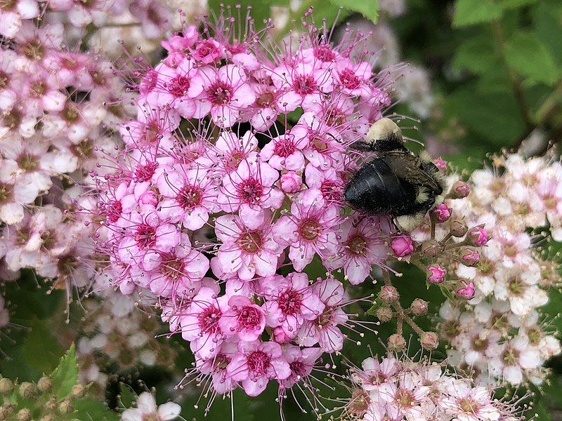 Tawuła japońska "Sparkling Champagne"(Spiraea japonica)