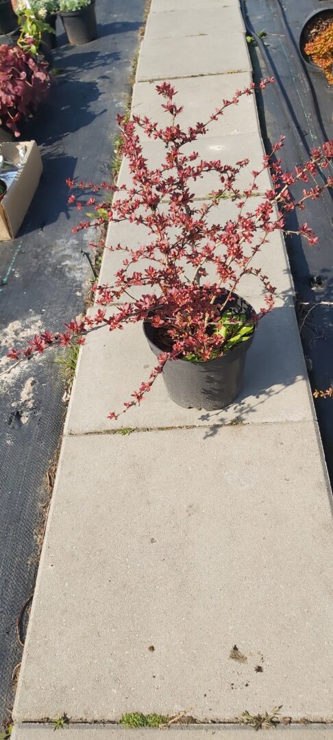 Berberys Thunberga "Dart's Red Lady"(Berberis thunbergii) - obrazek 2