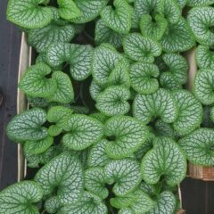 20210514_072346-486x1080-1.jpg