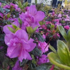 20210520_191515-1-486x1080-1.jpg