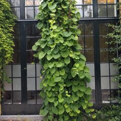 20210623_hortus_botanicus_leiden_-_aristolochia_macrophylla.jpg