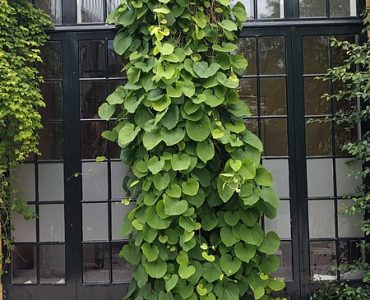 20210623_hortus_botanicus_leiden_-_aristolochia_macrophylla.jpg