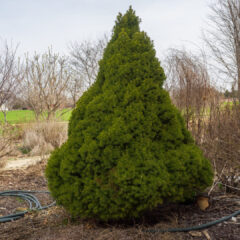 Picea glauca 'Conica', 2016