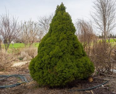 Picea glauca 'Conica', 2016