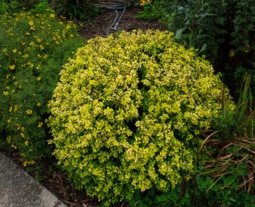 Berberis thunbergii 'Bogozam' , 2016