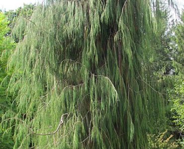 397px-chamaecyparis_lawsoniana_imbricata_pendula_01.jpg