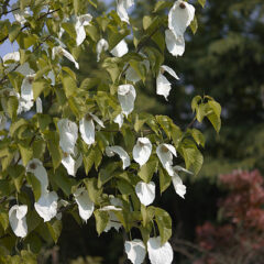 398px-davidia_involucrata_f.jpg