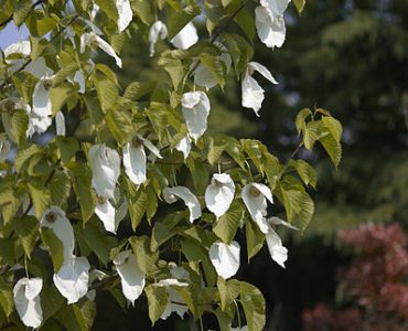 398px-davidia_involucrata_f.jpg
