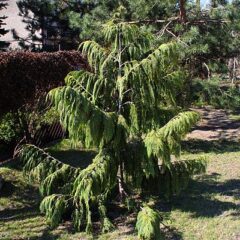 400px-callitropsis_nootkatensis_pendula_marki.jpeg