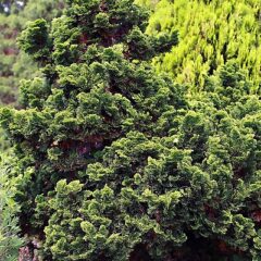 400px-chamaecyparis_obtusa_nana_gracilis_3zz.jpg