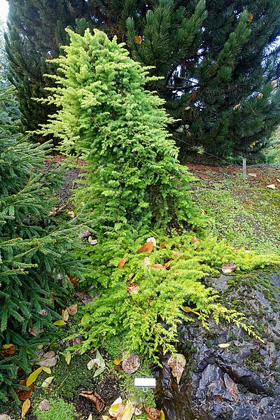Jałowiec nadbrzeżny "Allgold" - obrazek 2