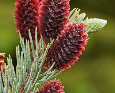 400px-picea_pungens_young_cones.jpg
