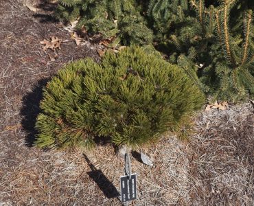 Pinus leucodermis 'Smidt', 2019 photo