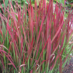 434px-japanesebloodgrass2.jpeg