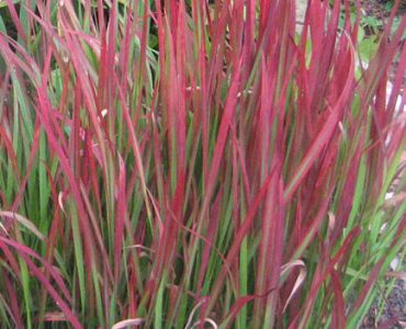 434px-japanesebloodgrass2.jpeg