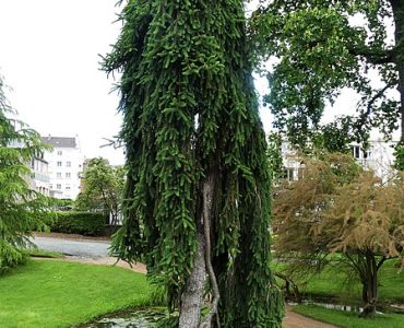 449px-gueret_jardin_villard_picea_omorica_pendula_2.jpg