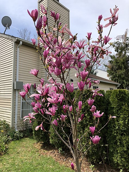 Magnolia "Ann"(Magnolia  soulangeana) - obrazek 2