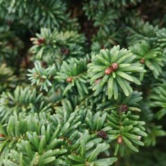 450px-abies_balsamea_nana.jpg