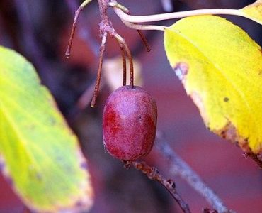 450px-actinidia_arguta_kens_red_aktinidia_ostrolistna_2017-10-15_01.jpg