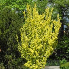 450px-bergpark_wilhelmshohe_-_baum_1_2019-05-09.jpeg